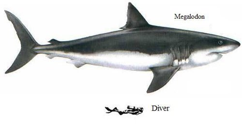 megalodon1.jpg