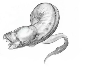 factor5_worms1.jpg